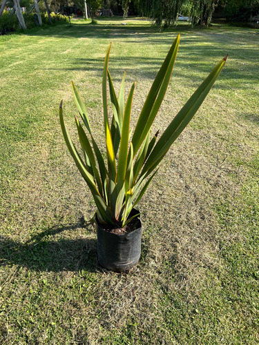 Formio Verde - Cerco Vivo - Arbusto - Phormium