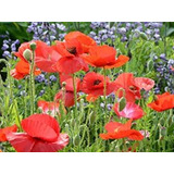 Semillas De Flor De Amapola De Maíz Rojo (papaver Rhoeas), P