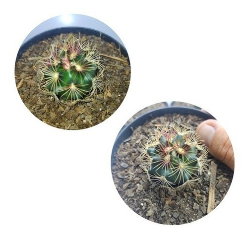 Muda Cacto Thelocactus Bicolor Lindas E Saudáveis Promoção  