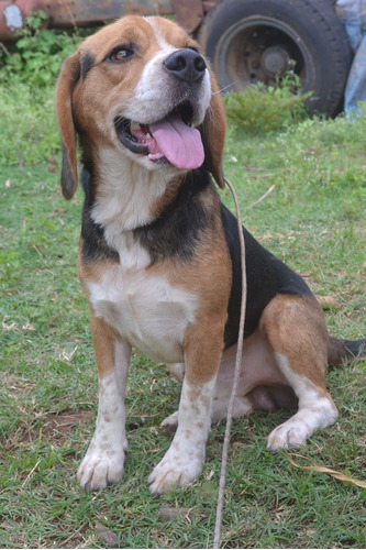 Beagle Macho 1 Ano