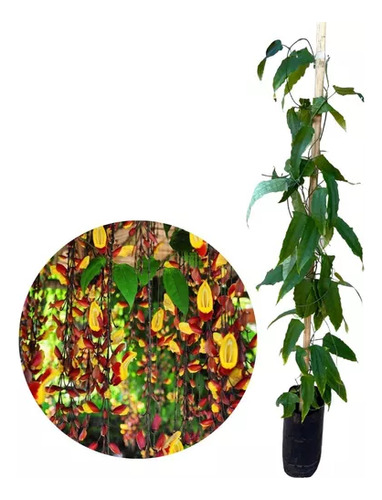 Sapatinho De Judia - Trepadeira - Thunbergia Mysorensis 1m