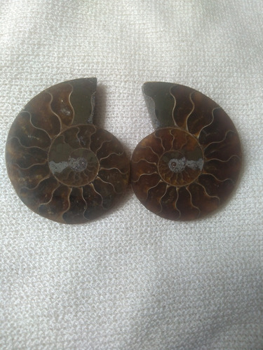 Ammonite Fosil Opalizado Par  