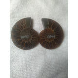 Ammonite Fosil Opalizado Par  