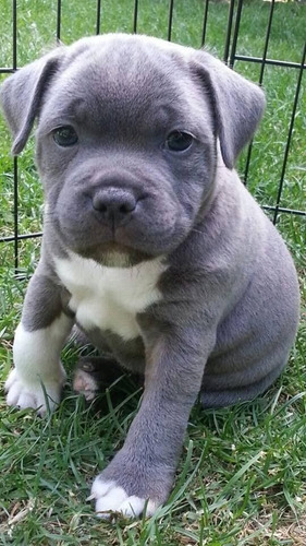 Pitbull Blue Cachorros Hermosos Puppys