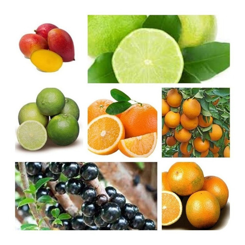 Combo -9 Frutíferas Enxertadas+ 1 Jabuticaba Híbrida Precoce