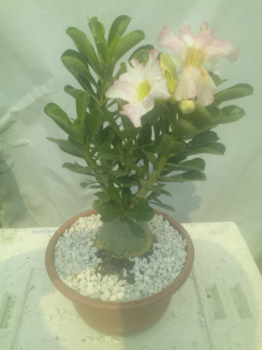 Bonsai Rosa Del Desierto De 7 Años