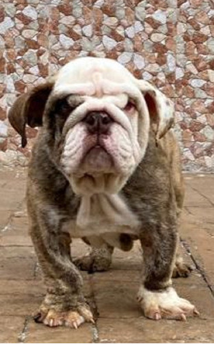 Hermoso Bulldog Ingles Exotico Chocolate Blinder Triple C