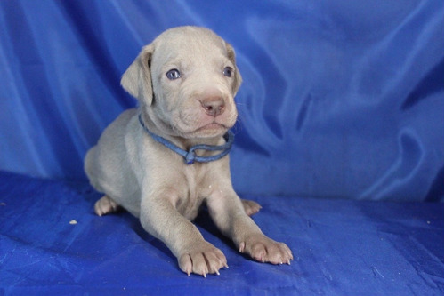 Excelso Saint Daniel Weimaraner De Alto Linaje