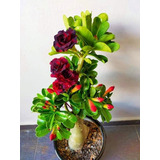  Adenium Rosa Del Desierto Nupcial