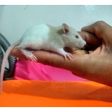 Ratas Mascota , Ratas De Laboratorio , Ratas 