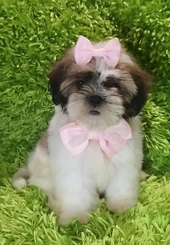 Filhote De Shih Tzu Micro