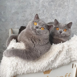 Filhotes Gato British Shorthair Blue Benjamin - Miau British