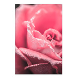 Vinilo Decorativo 40x60cm Rosa Flor Jardin Planta M4