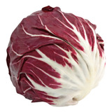 Sementes De Radicchio Palla Rossa Radiche Pra Horta Vertical