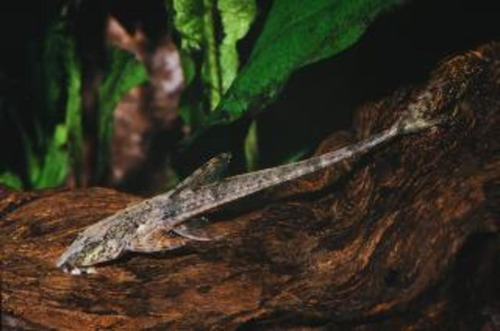 Loricaria Laceolata Pez Come Algas Peces Tropicales