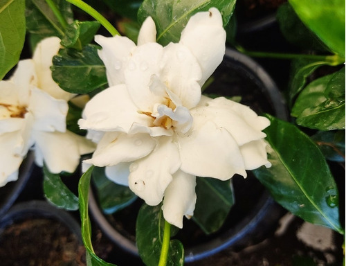 Gardenia - Jazmín Del Cabo Planta De Flor Perfumada 