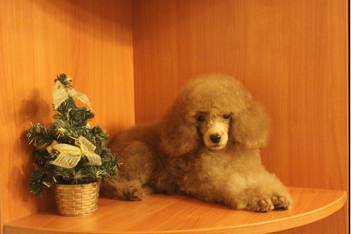 Estupendo Belleza Caniche Rojo Línea Campeones