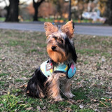 Yorkshire Terrier  Mini C/ Pedigri