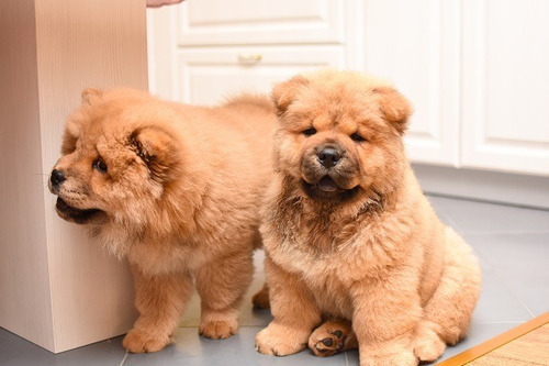 Belos Chow Chow Filhotes.