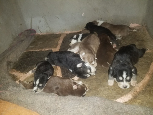 Cachorros Husky Siberiano