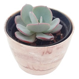 Muda Echeveria Gila Gigantea Azul  Fica Gigante