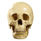 Cráneo Humano Artificial De Tamaño Real De 6,5 Pulgadas, .