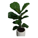 Ficus Pandurata-lyrata + Maceta Misionera / Plantas Interior
