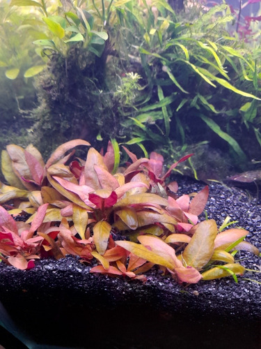 Planta Para Acuario Althernantera Reineckii Mini X 3 Tallos