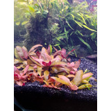 Planta Para Acuario Althernantera Reineckii Mini X 3 Tallos