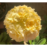 Muda Enxertada Rosa Do Deserto Adenium Amarela Bridal Bouque