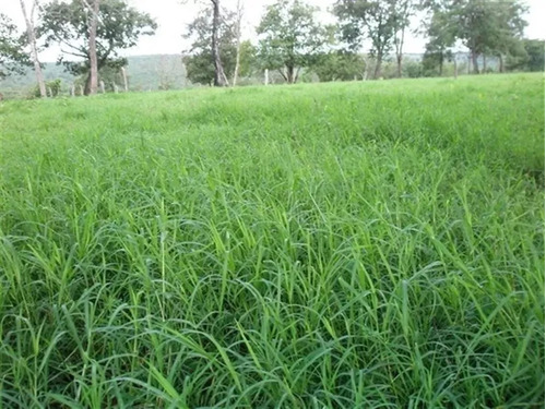 10 Kg De Sementes De Tifton-9 (paspalum Nutatum) Barato