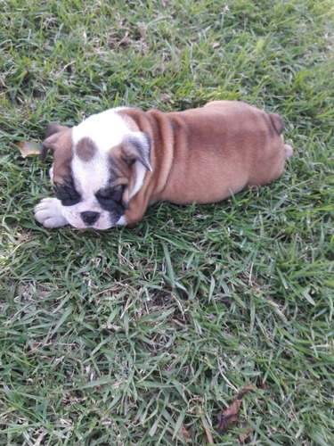 Cachorros Bulldog Inglés 