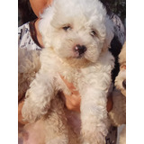 Poodle Blanquito Hermoso 