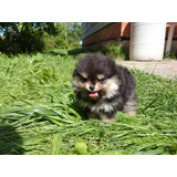 Arrebatador Pomerania Pedigri Microchip Garantía D Vida 10