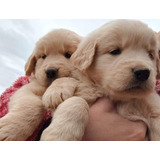 Cachorros Golden Retriever.