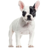 Cachorros Bulldog Francés Vaquita Perros En Venta Disponible