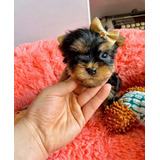 Hermosos Cachorros Yorkshire Terrier Miniatura 