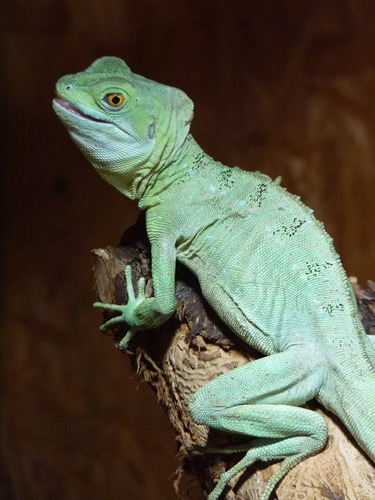 Cuadro 30x45cm Camaleon Reptil Iguana Animal Exotico M5