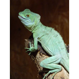 Cuadro 20x30cm Camaleon Reptil Iguana Animal Exotico M5
