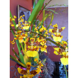 Orquídea Oncidium Sphacelatum 