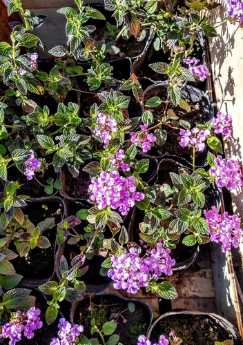 Promo Cajon 15 Lantana Montevidensis- Rastrera Pleno Sol M12