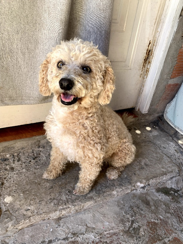 En Adopción Cachorros Mamá E Hijo