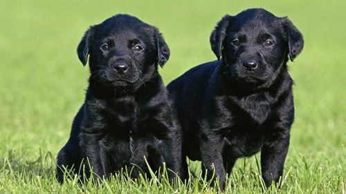 Mis Hermosas Cachorras Labrador Garantia Escrita