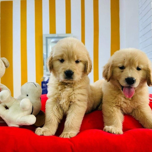 Cachorros Golden Retriever