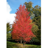 10 Semillas De Arce Rojo - Acer Rubrum, Apta Bonsai Cod. 863