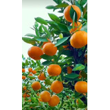 Naranja Navel Alta Producción  ( Injerto )