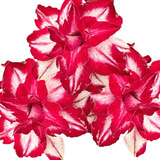Enxerto Rosa Do Deserto Flor Gigante Branca Perfumada Ts510