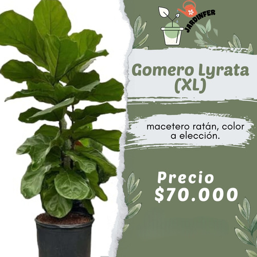 Ficus Gomero Lyrata 140cm