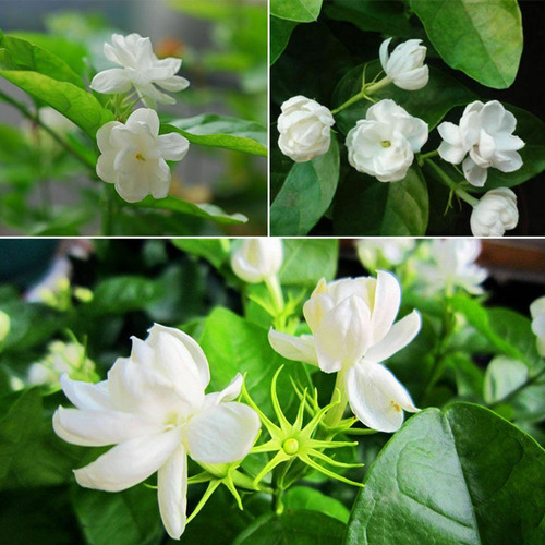 Semillas De Flor Jazmín Blanco Envío A Todo Chile