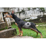 Hermoso Cachorro Doberman Merle Exotic Perro Disponible 